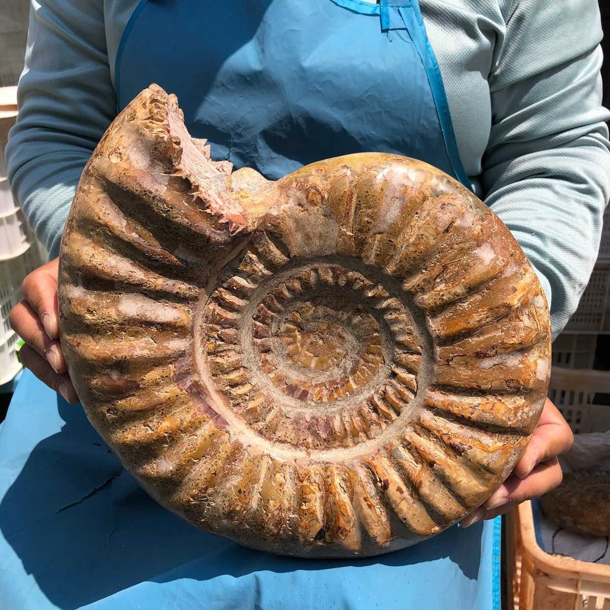 10.67LB Large Natural Beautiful Ammonite Fossil Conch Crystal Specimen Healing
