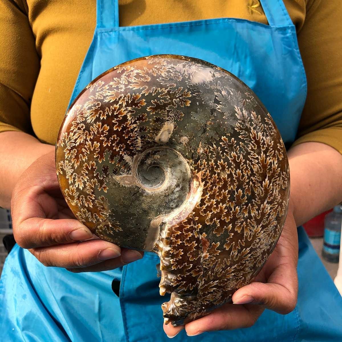3.89LB 2pcs Natural Horn Screw Fossil Ammonite Conch Crystal Specimen Healing