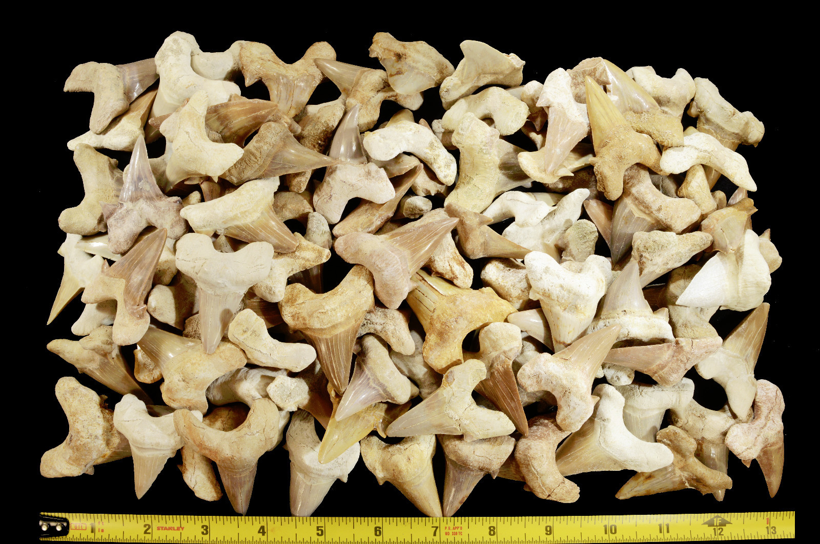 Shark Tooth Fossils 1 1/2″ Morocco Healing Crystals and Fossils Third Eye Chakra