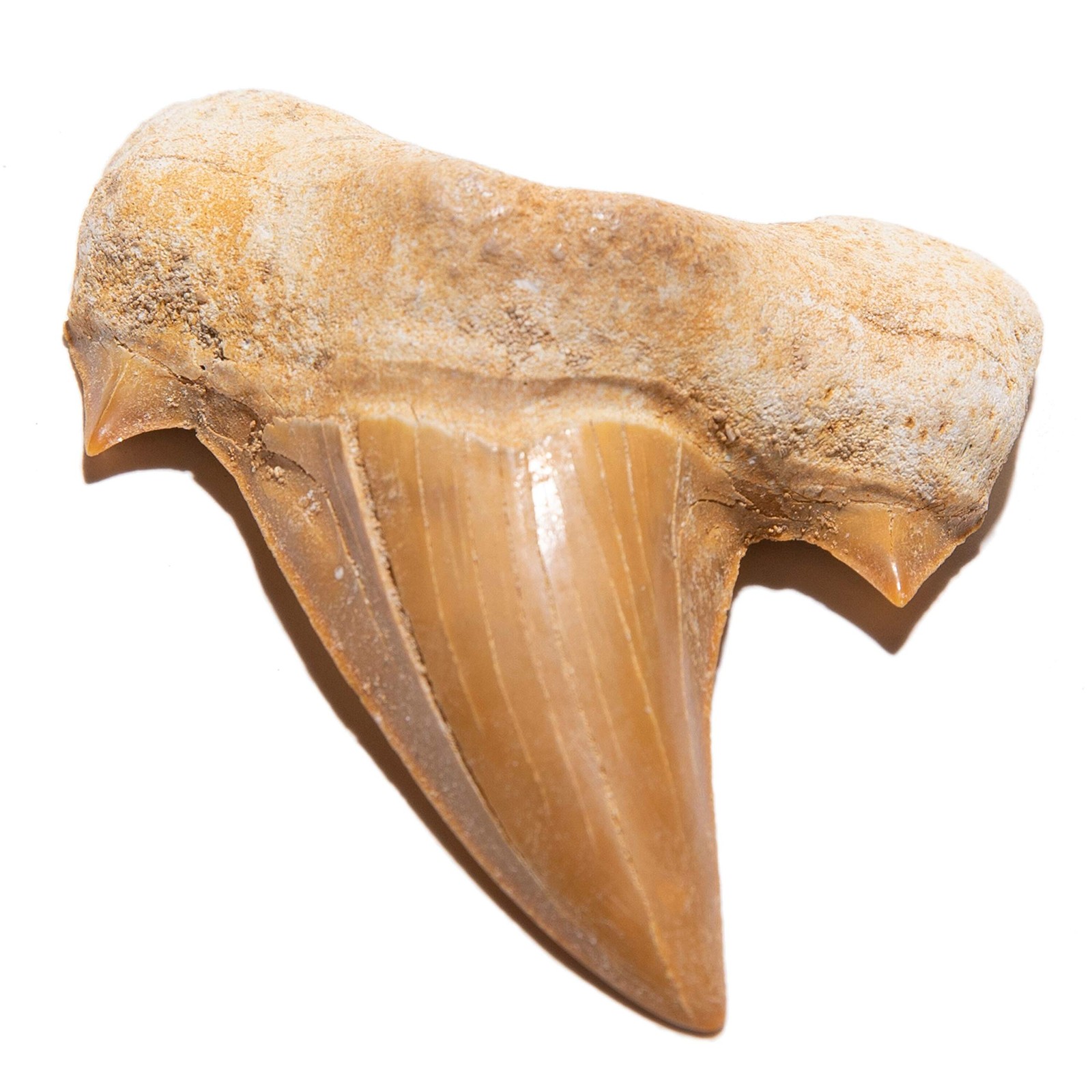 KALIFANO Authentic Fossilized Prehistoric Shark Teeth from Morocco – Shark To…