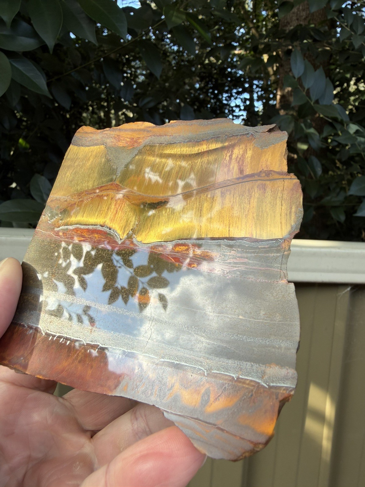 Aussie Tiger Eye – Mara Mamba W.A Polished back End Cut Slice 784g Nice