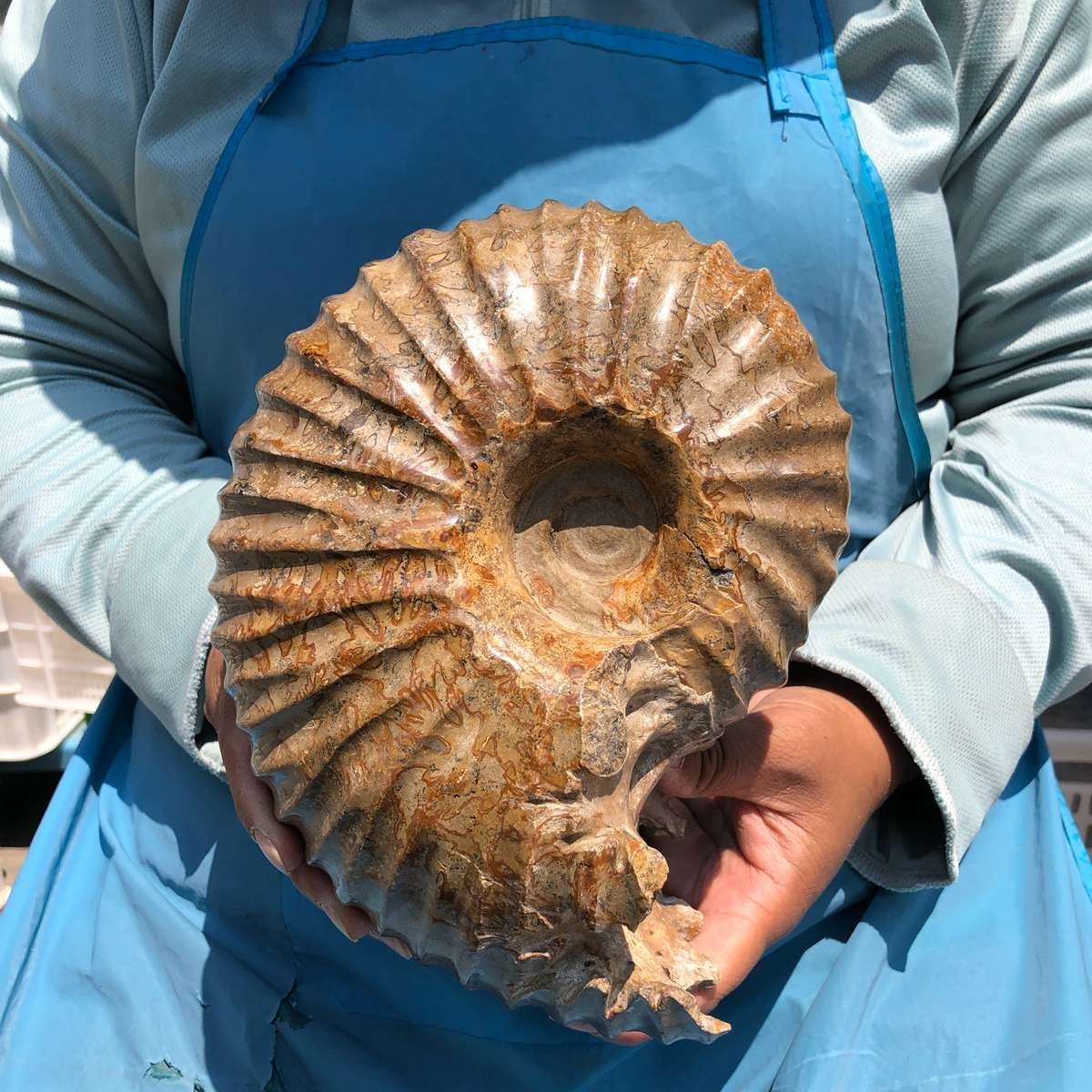 8.91LB Rare! Natural Tentacle Ammonite Specimen Healing Madagascar