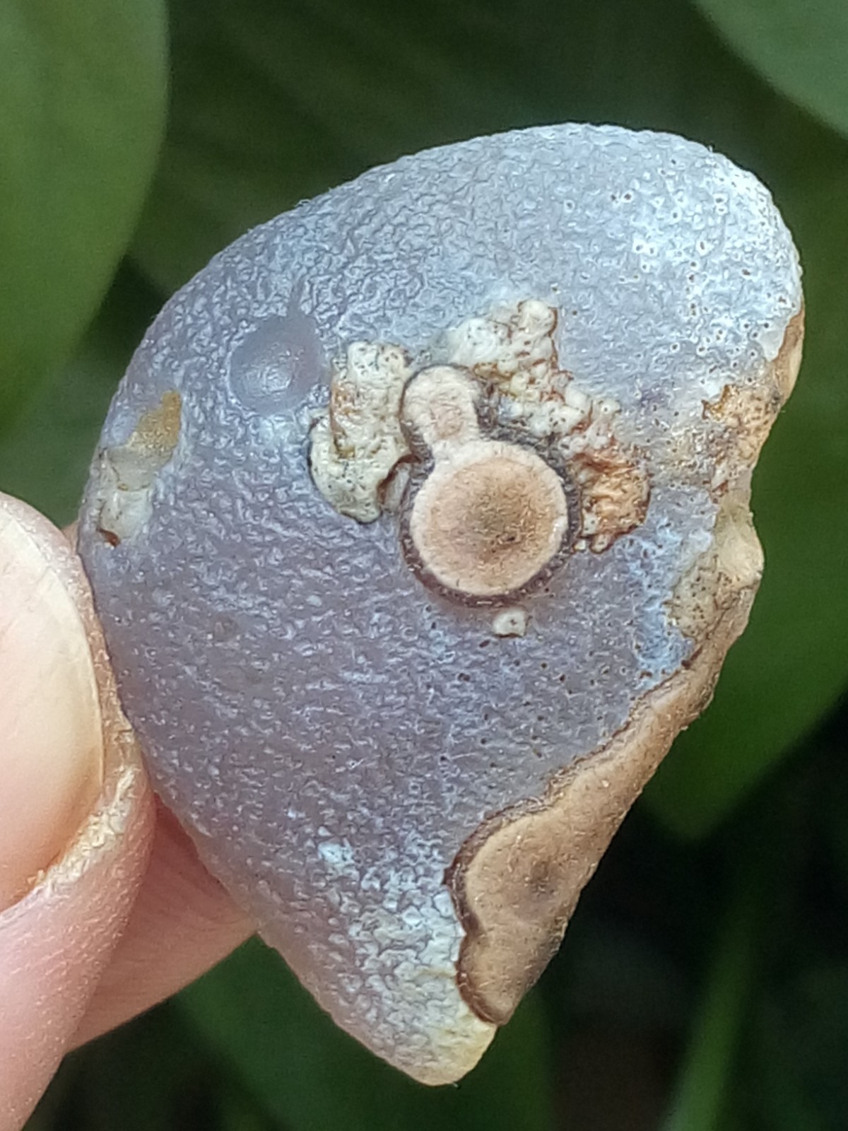 37mm Beautiful Natural Gobi agate eye agate stone collection