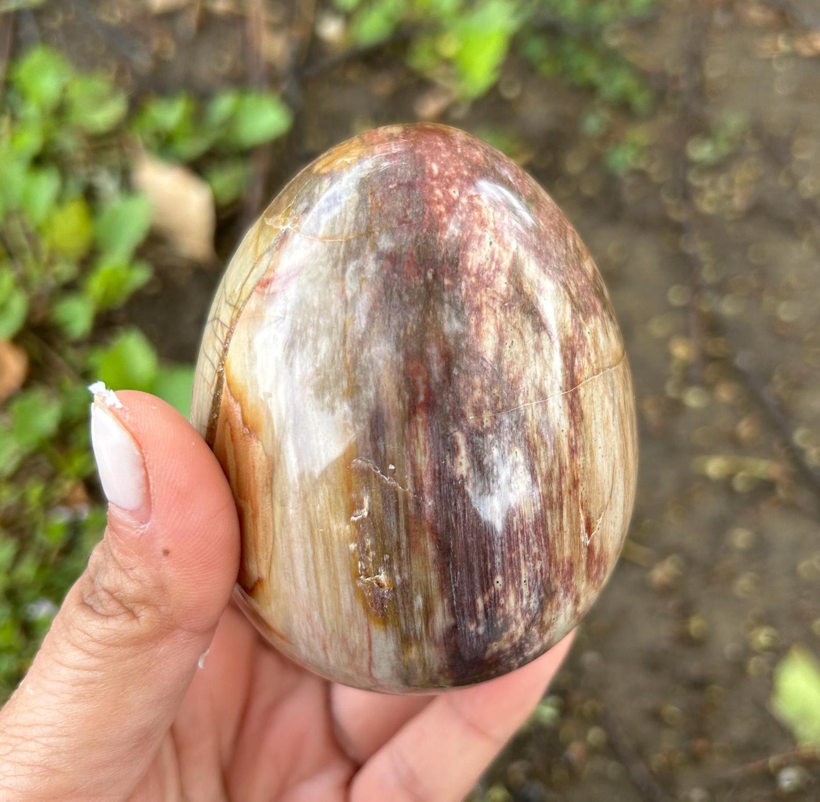 1.9″0.3lb Cute Natural Crystal Wood Fossil Egg Polished Quartz Home Office Decor