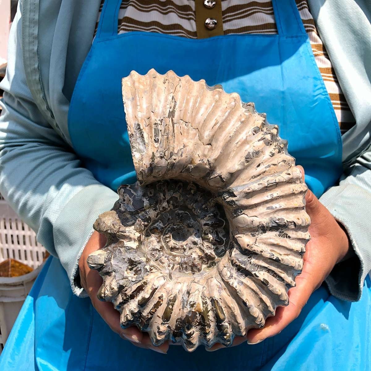 7.12LB Natural Beautiful Ammonite Fossil Conch Crystal Specimen Healing 5403