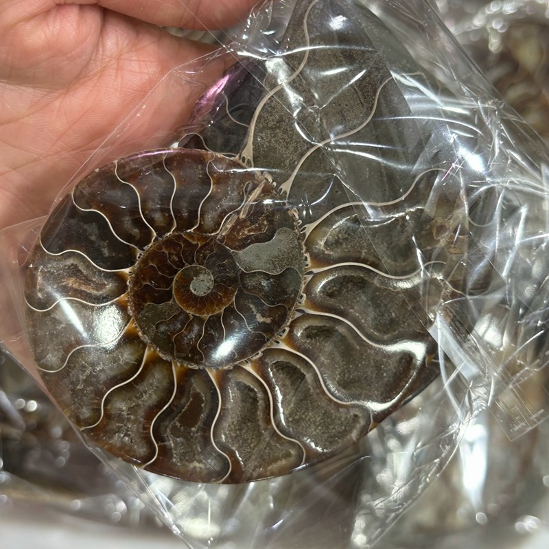 TOP Natural Ammonite Fossil Conch Crystal Specimen Healing Care A pair 200g+