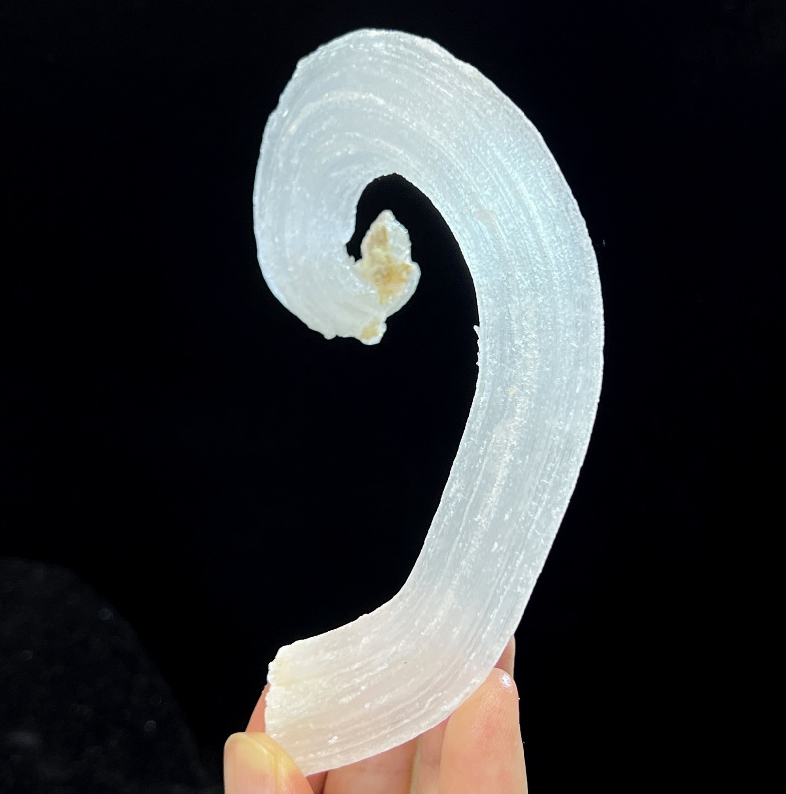 115mm LARGE sparkling ‘Ram’s Horn’ shape Selenite (Gypsum), Natural Mineral