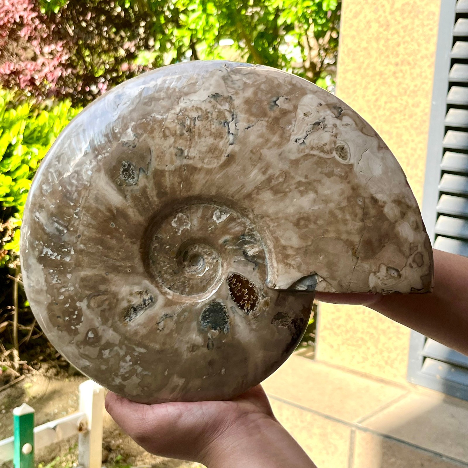 Polished Ammonite Fossil Madagascar Natural Spiral Sea Shell Gem 11 lb