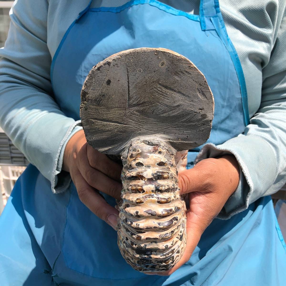 7.45LB Natural Beautiful Ammonite Fossil Conch Crystal Specimen Healing 5392