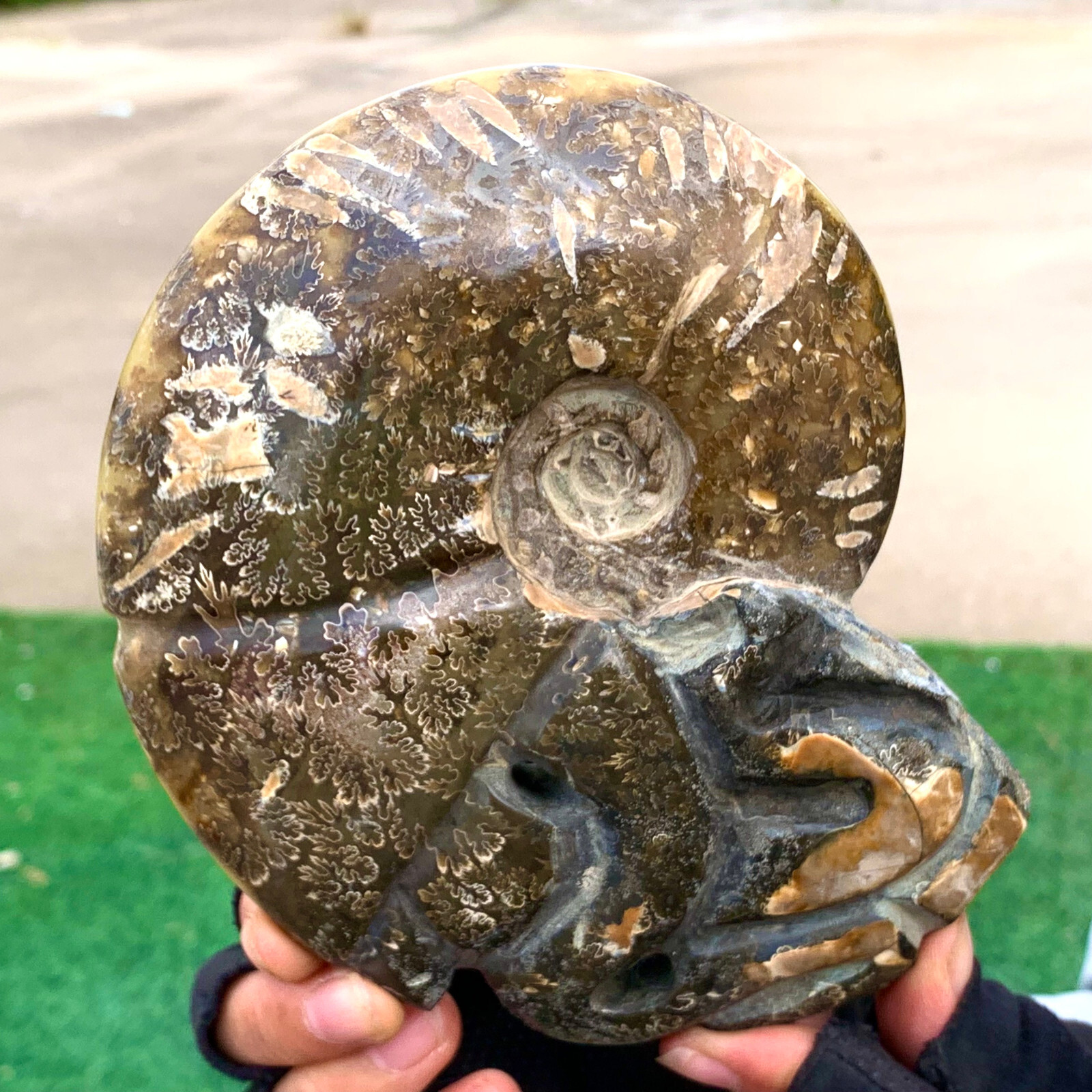 1.92LB Rare! Natural Tentacle Ammonite FossilSpecimen Shell Healing Madagascar