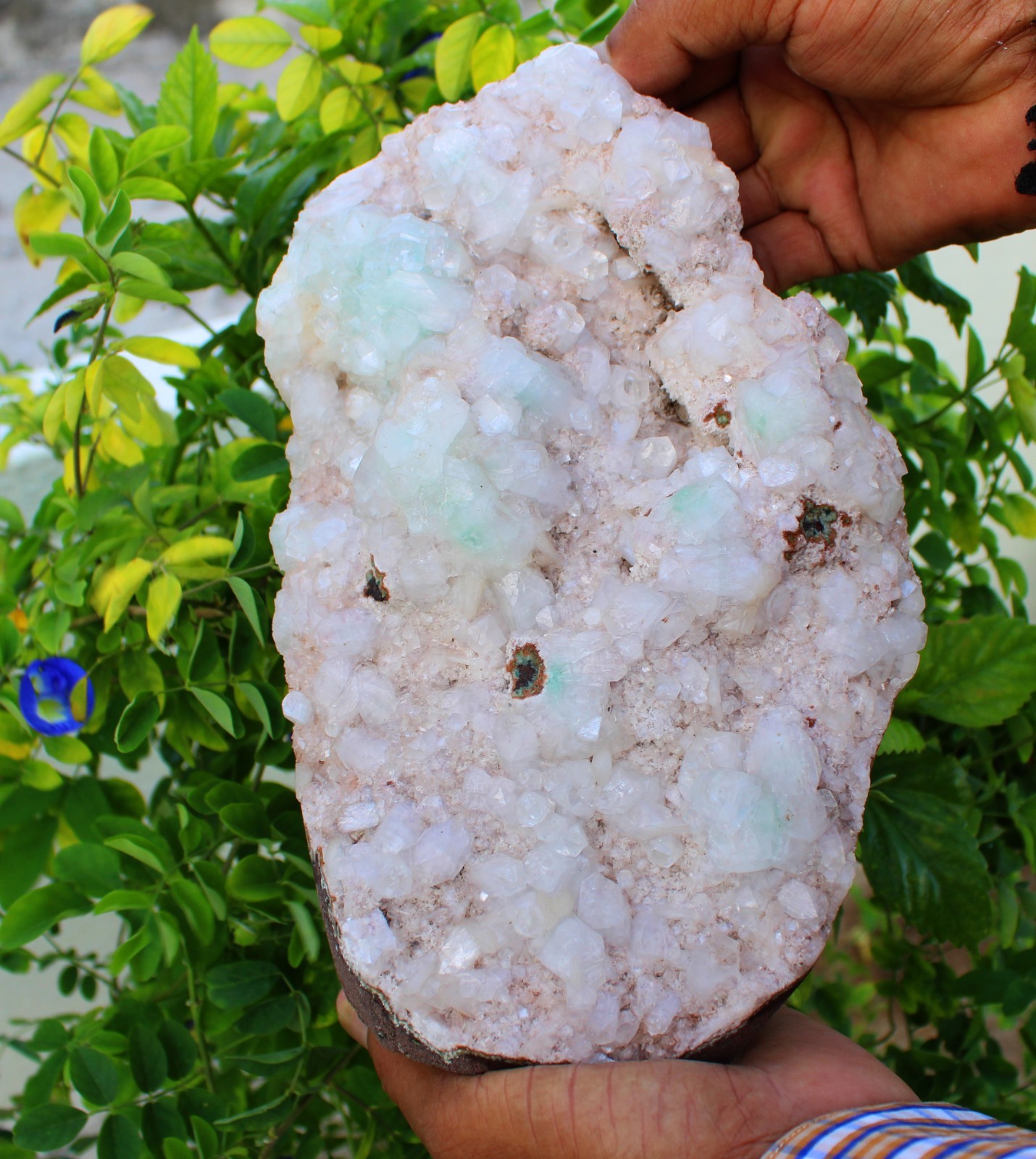 Green Apophyllite Crystals Format On Heulandite Matrix Minerals Specimen