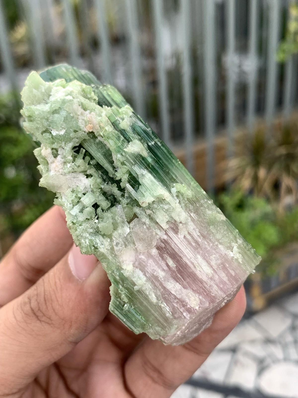135 Gram Natural Complete Terminations Watermelon Tourmaline Crystal From Afgan