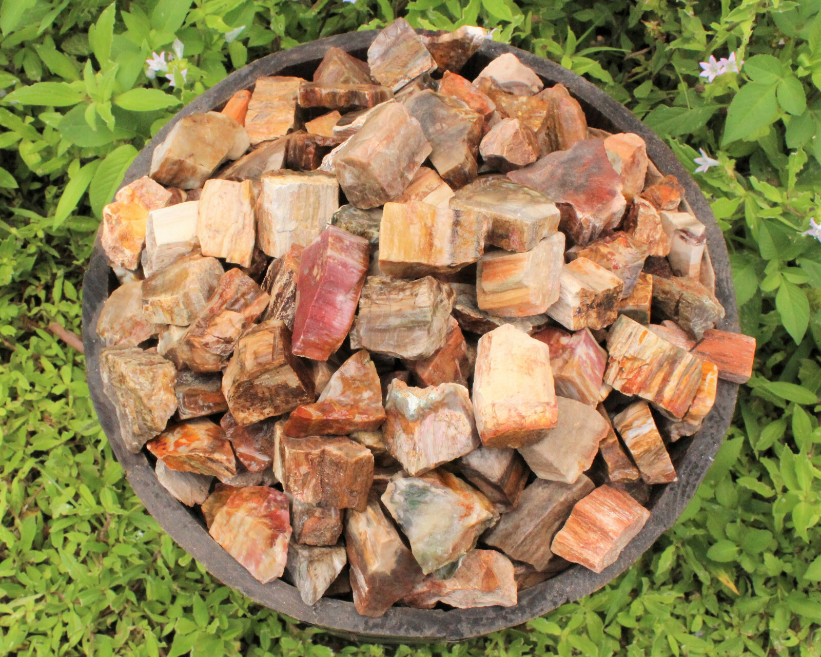 Rough Petrified Wood: Choose How Many Pieces (Natural Raw Fossilized Wood)