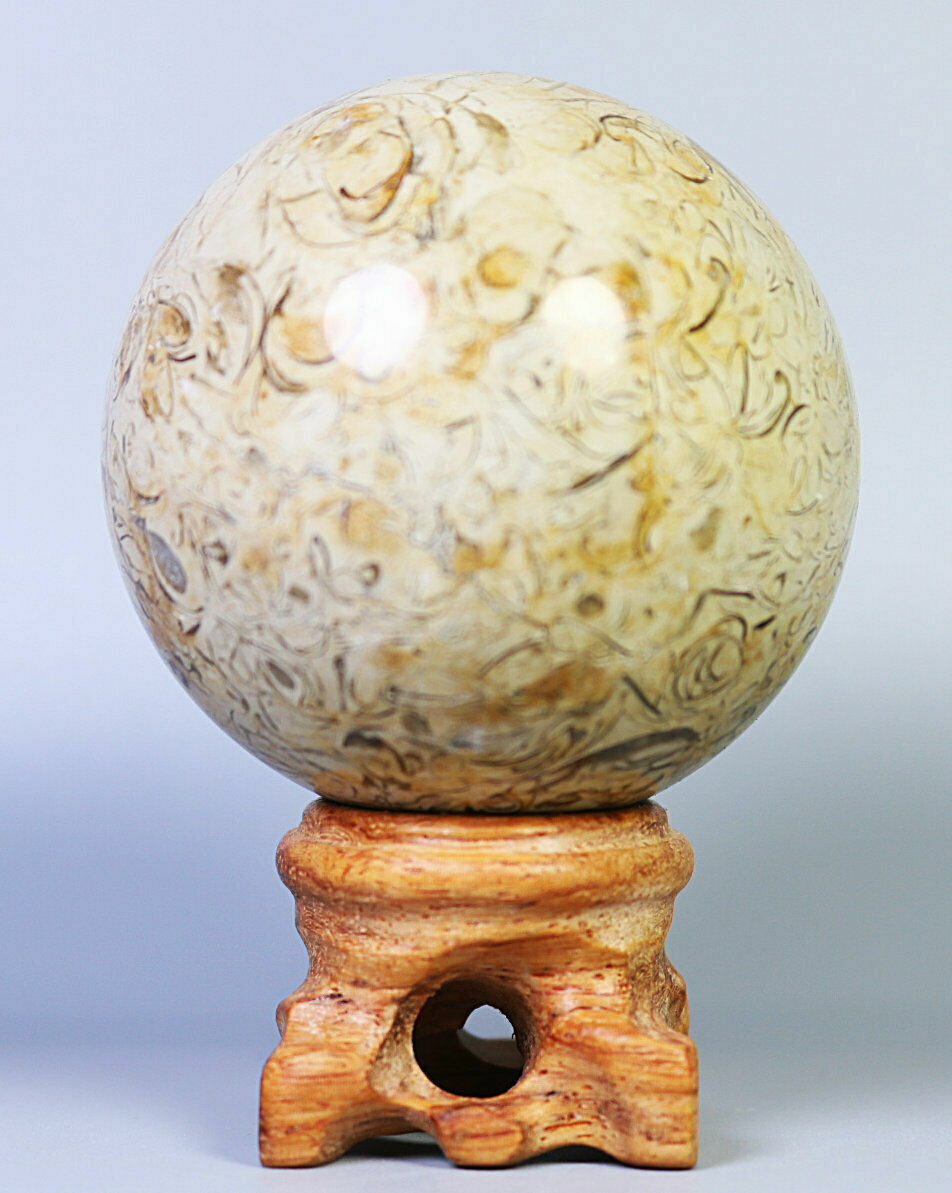 Natural Shell Fossil Quartz Crystal Sphere Ball Stone Healing Mineral Specimen