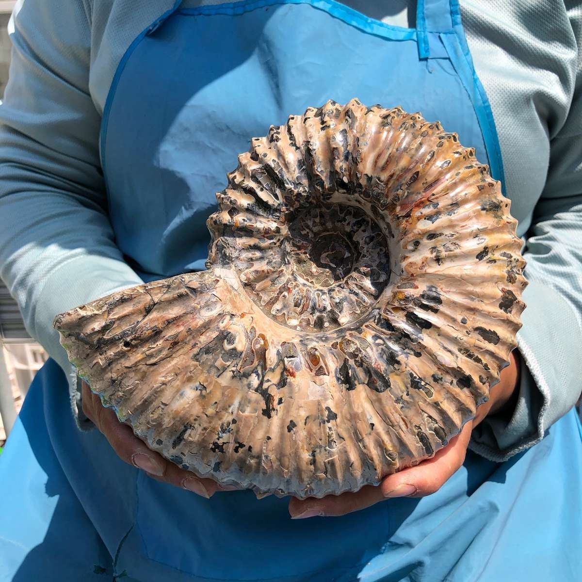 7.45LB Natural Beautiful Ammonite Fossil Conch Crystal Specimen Healing 5392