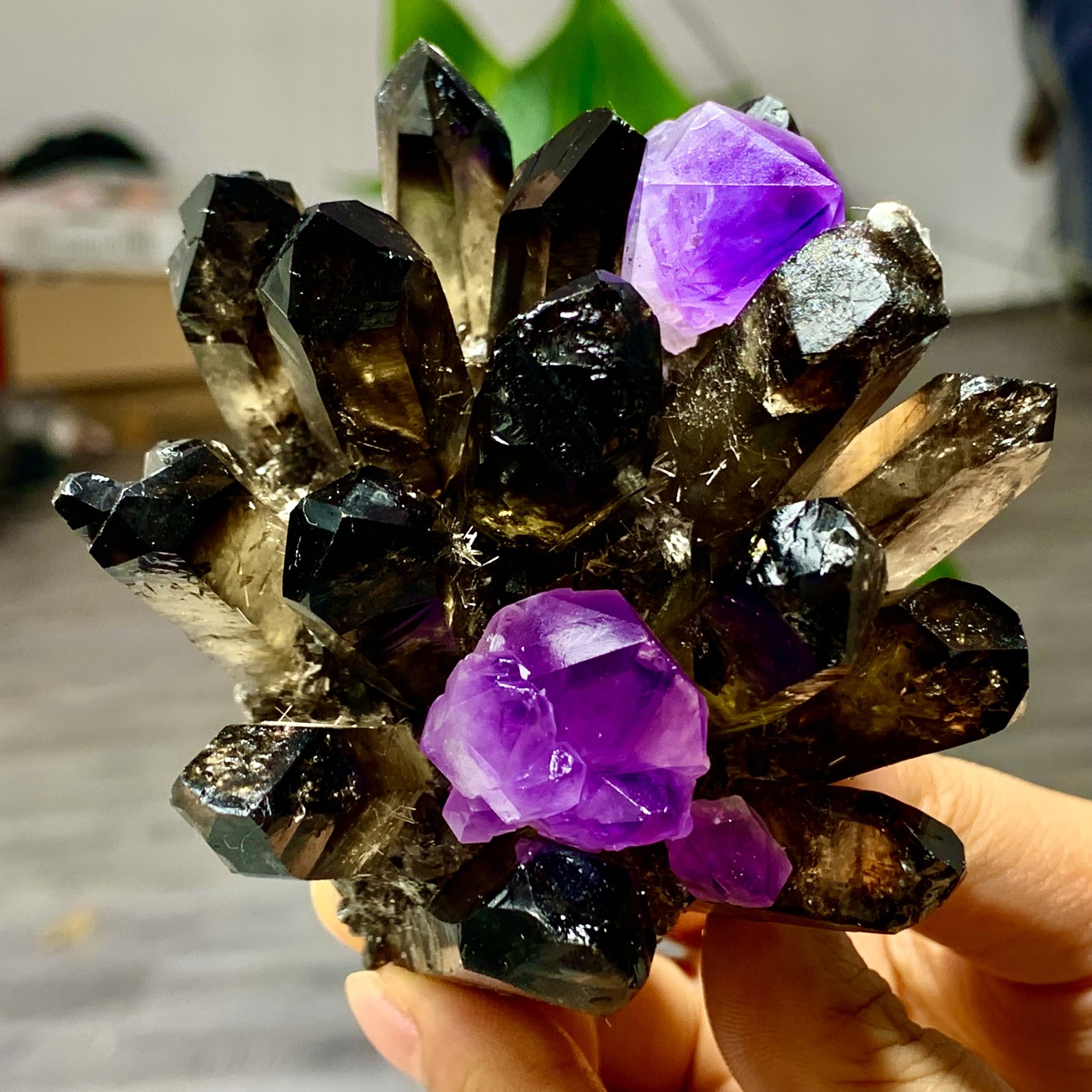 389G New Find black+purple Phantom Quartz Crystal Cluster Mineral Specimen
