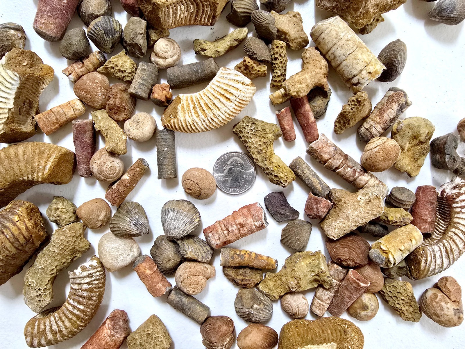 Fossils Mix Bulk Moroccan Assorted Ammonite Brachiopods Gastropods & More
