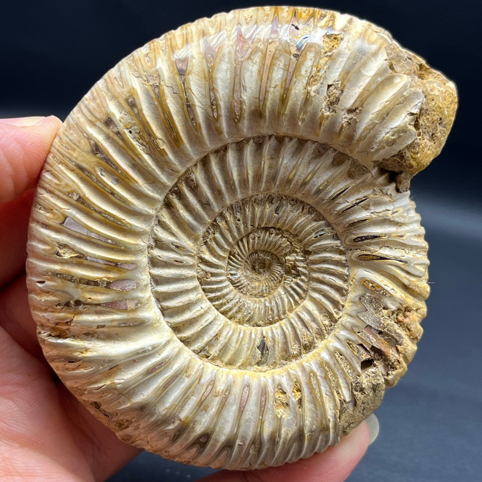 201G Natural conch specimens from Madagascar Rough without any treatment Y8