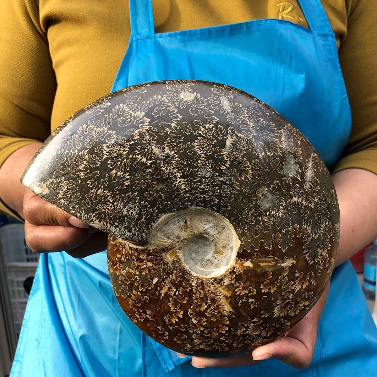 3.41LB Rare! Natural Tentacle Ammonite Fossil Specimen Shell Healing Madagascar