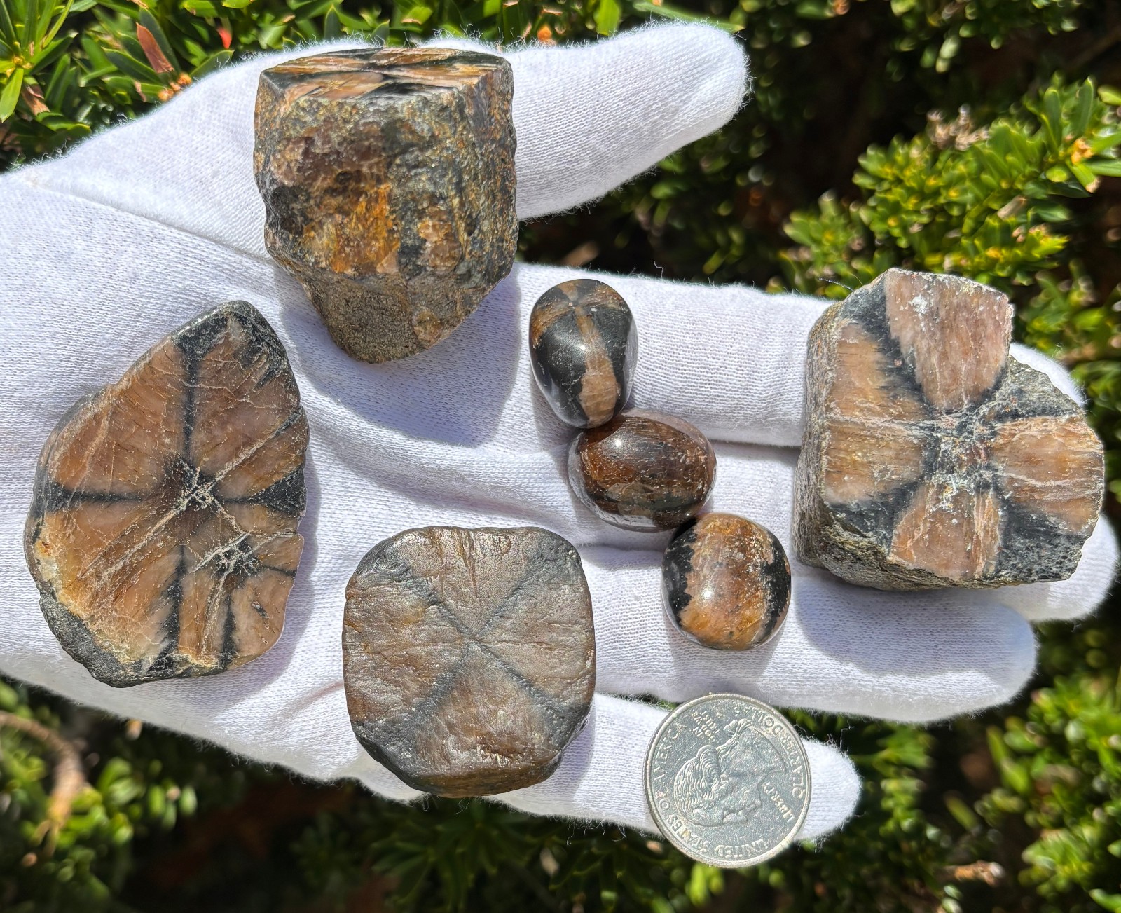 228g LOT LARGE CHIASTOLITE ANDALUSITE THICK LONG STEM CUT ROUGH TUMBLE SPECIMENS