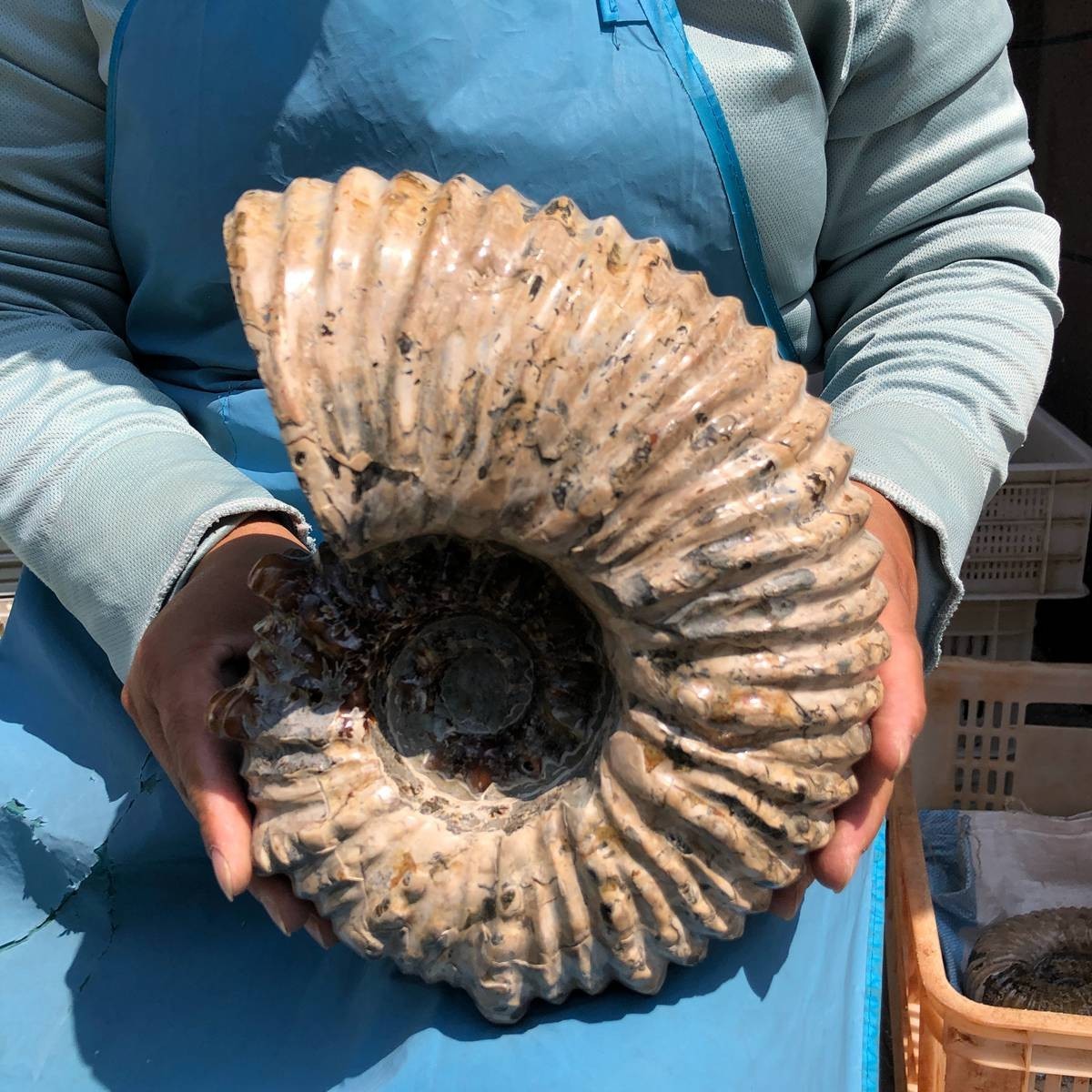 13.33LB Natural Beautiful Ammonite Fossil Conch Crystal Specimen Healing 5382