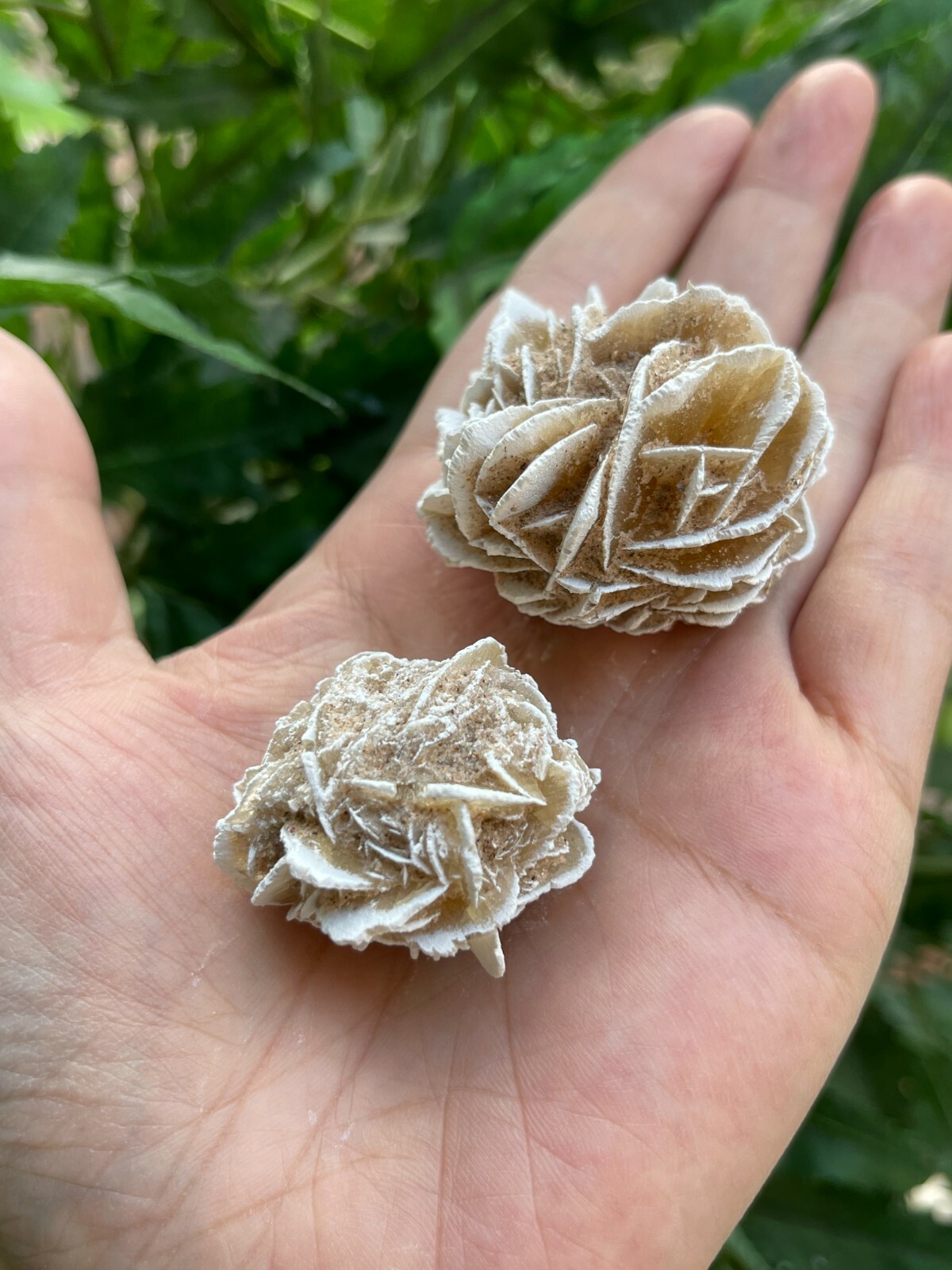 Desert Rose Selenite, 1.25-1.75 Inch Desert Gypsum Rose, Wholesale Bulk Lot