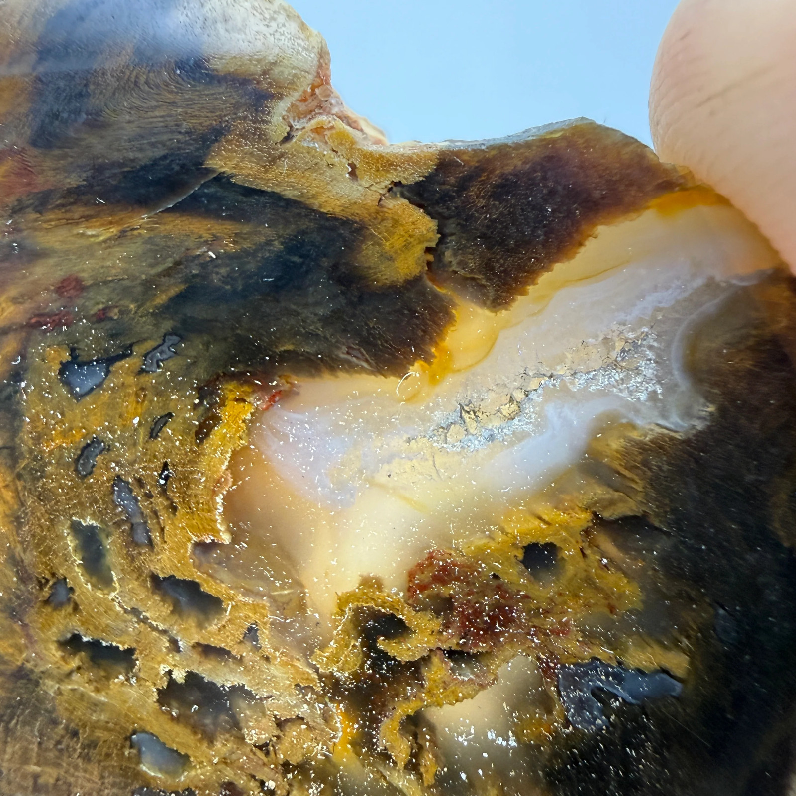 Petrified Wood (identified as Tempskya)- South Dakota