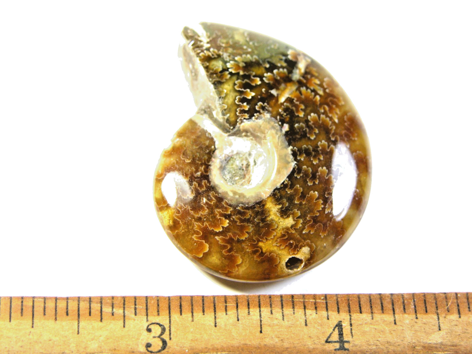 Ammonite fossil polished 1 1/2″ + showing suture &fire Madagascar ms45