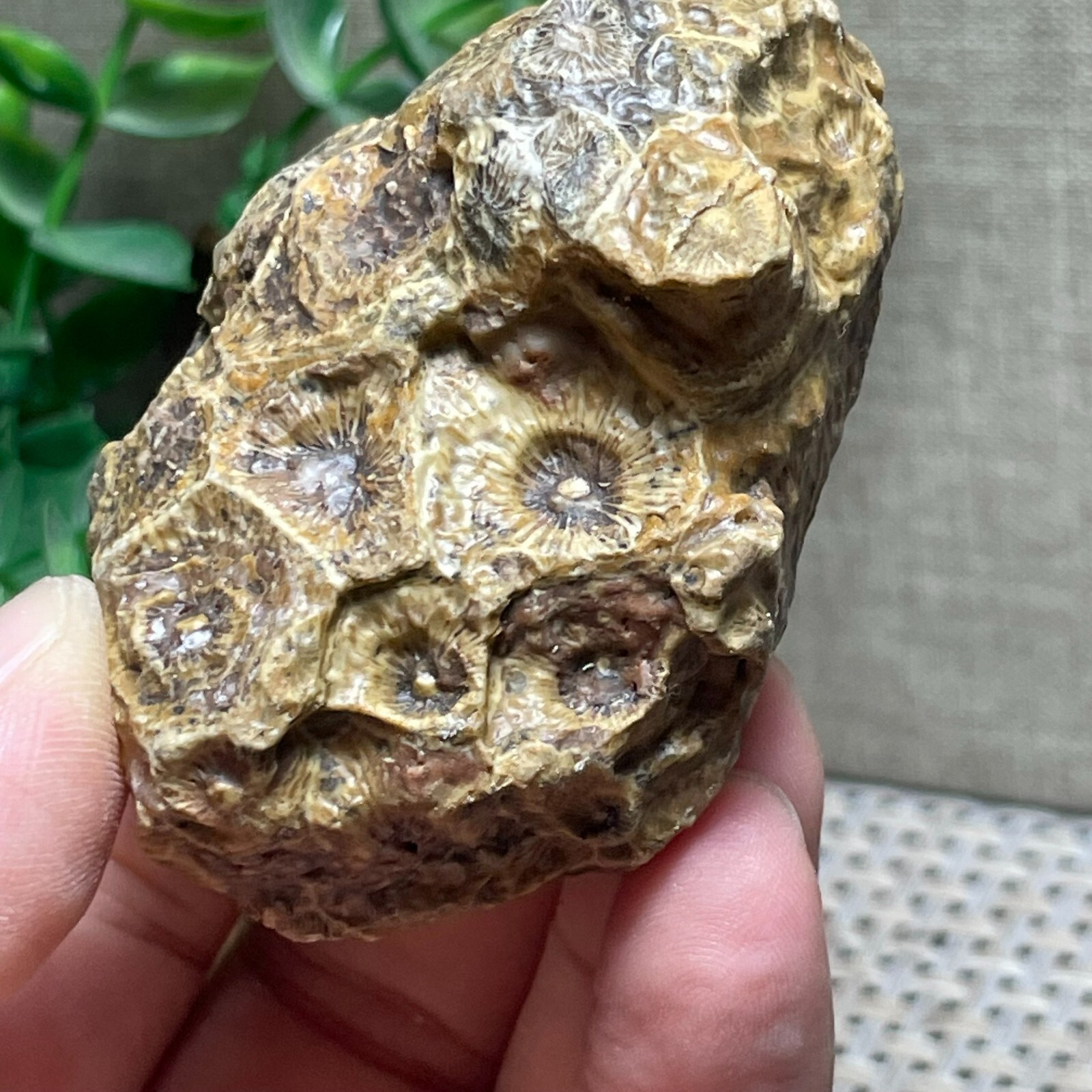 Unpolished Michigan Petoskey Stone – Hexagonaria – Coral stone 110g A56