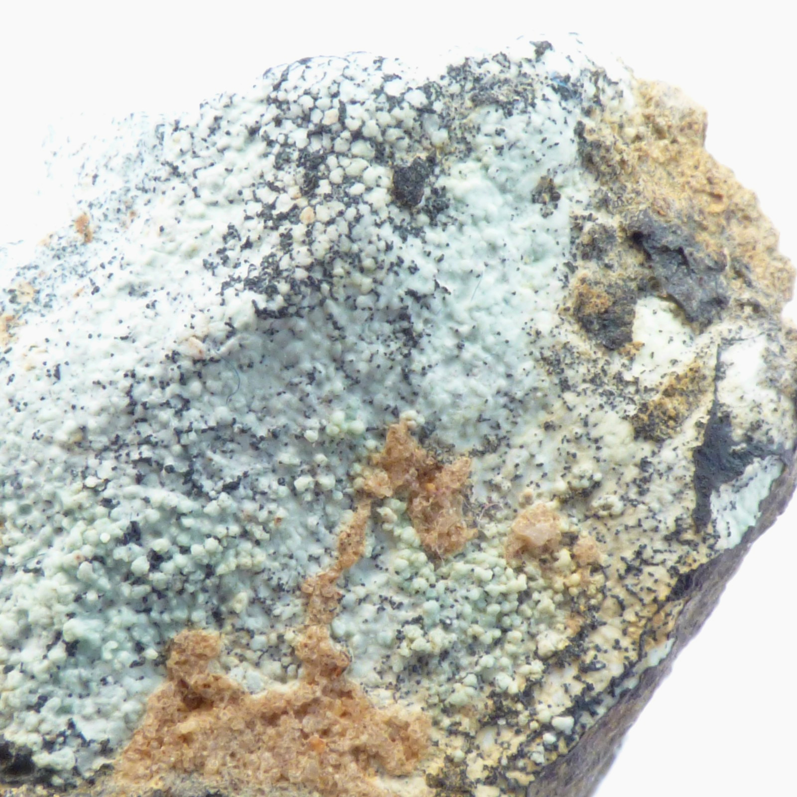 Solid Turquoise Mineral Specimen Island Park Idaho Natural Unpolished 4cm 19g