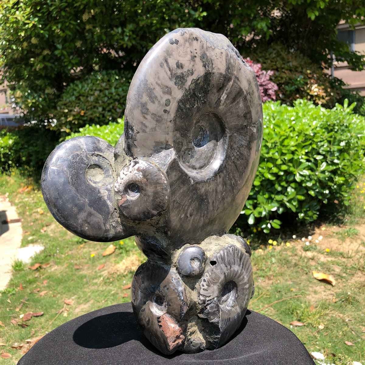 13.28LB Rarem Natural Tentacle Ammonite Fossil Specimen Shell Healing Madagas