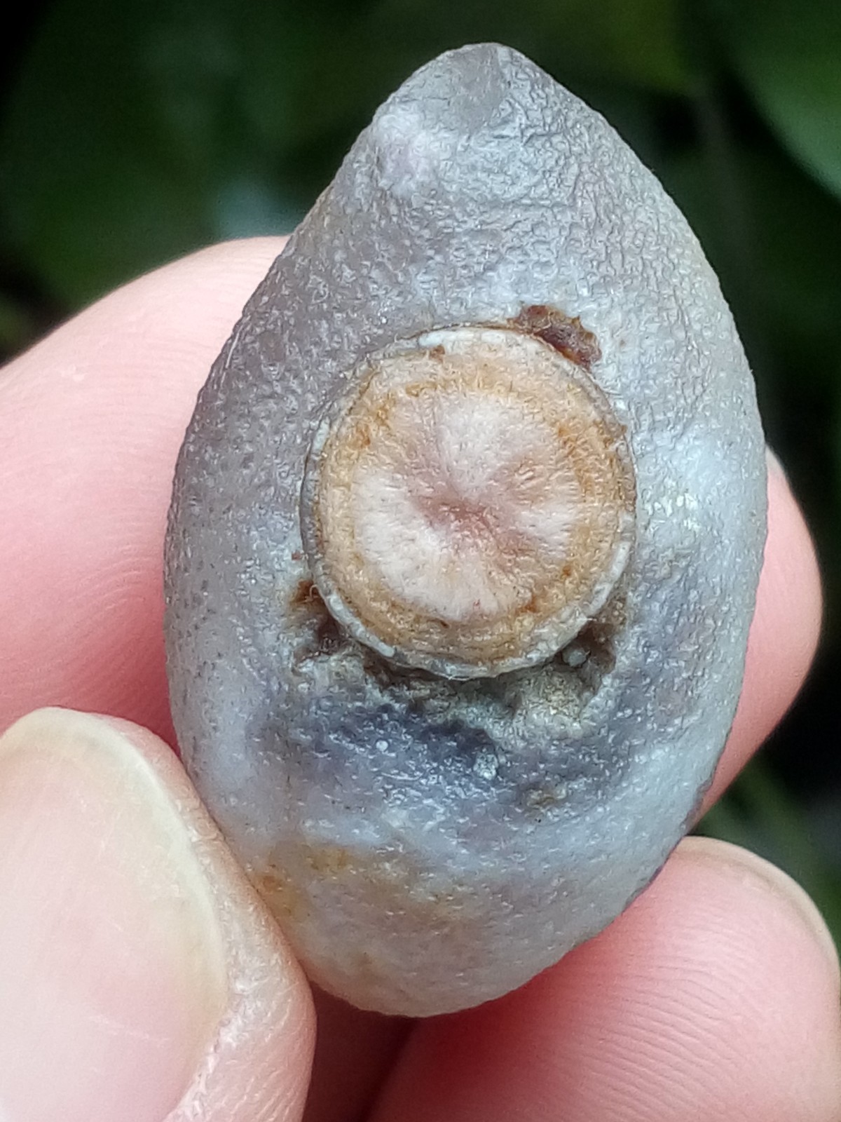 37mm Natural Gobi agate eye agate collection