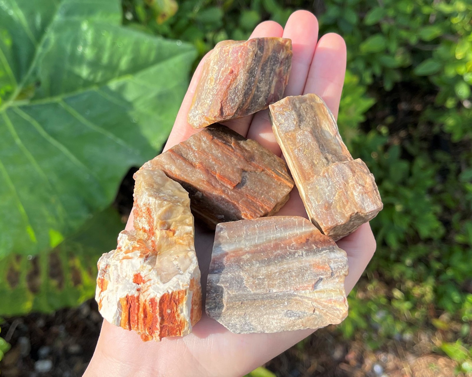 Single LARGE Rough Petrified Wood Crystal, 2-3″ (Natural Raw Petrified Wood)