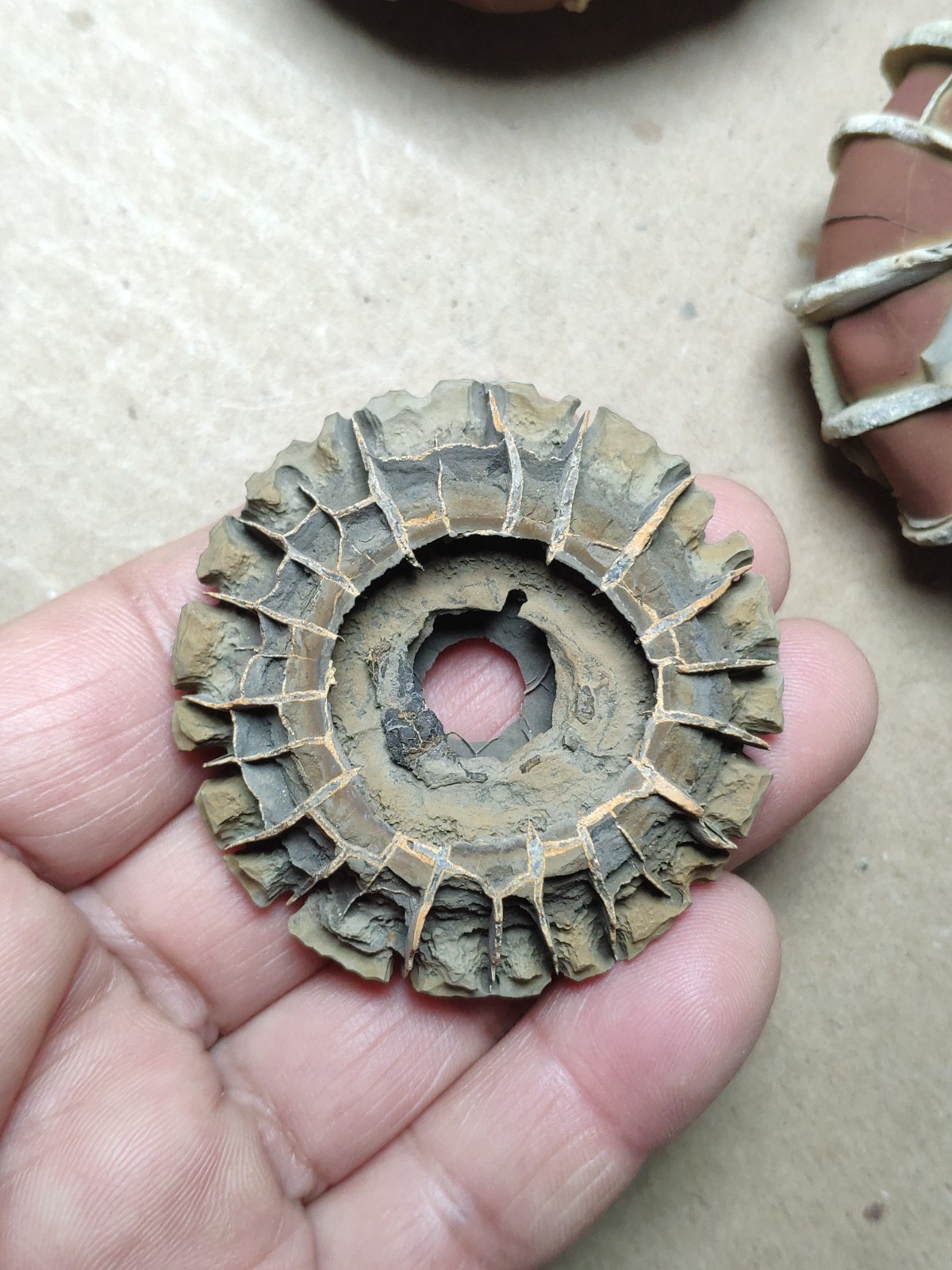 44g rare Natural tortoise back pattern stone Moire stone Specimen