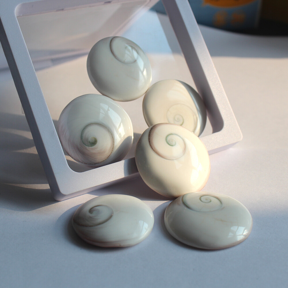 Natural Sun shell Shiva Eye Fossil Specimen Crystal Reiki Healing Palm Stone