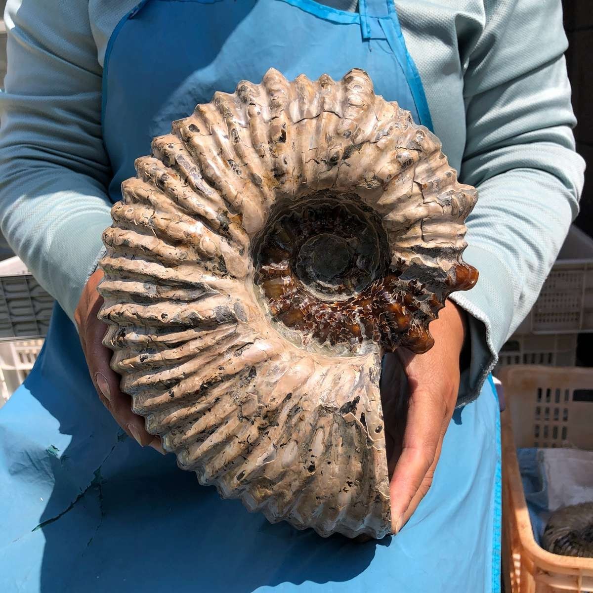 13.33LB Natural Beautiful Ammonite Fossil Conch Crystal Specimen Healing 5382