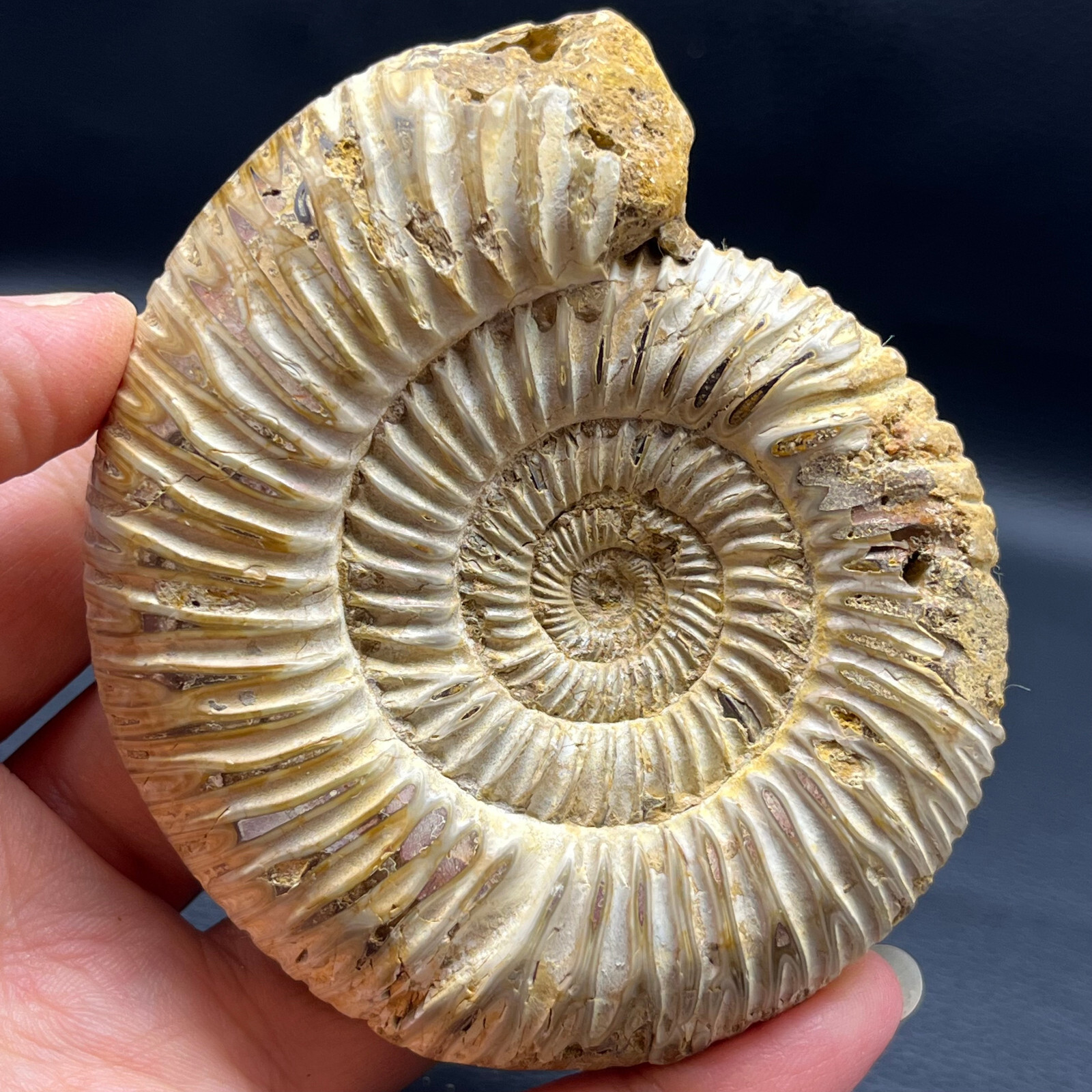 201G Natural conch specimens from Madagascar Rough without any treatment Y8