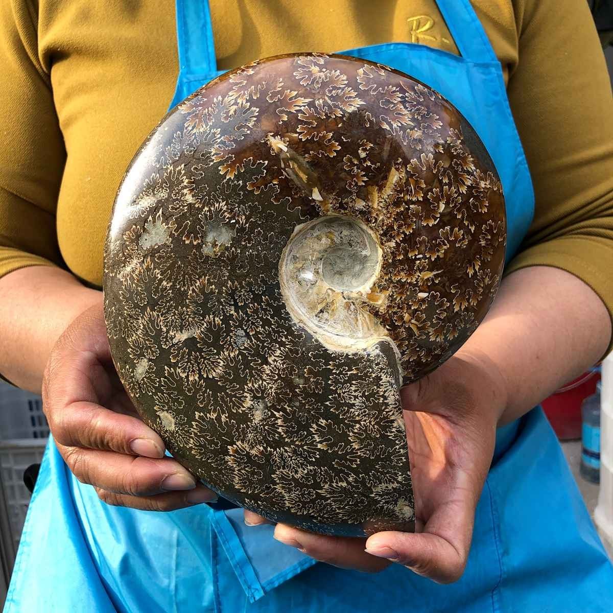 3.41LB Rare! Natural Tentacle Ammonite Fossil Specimen Shell Healing Madagascar