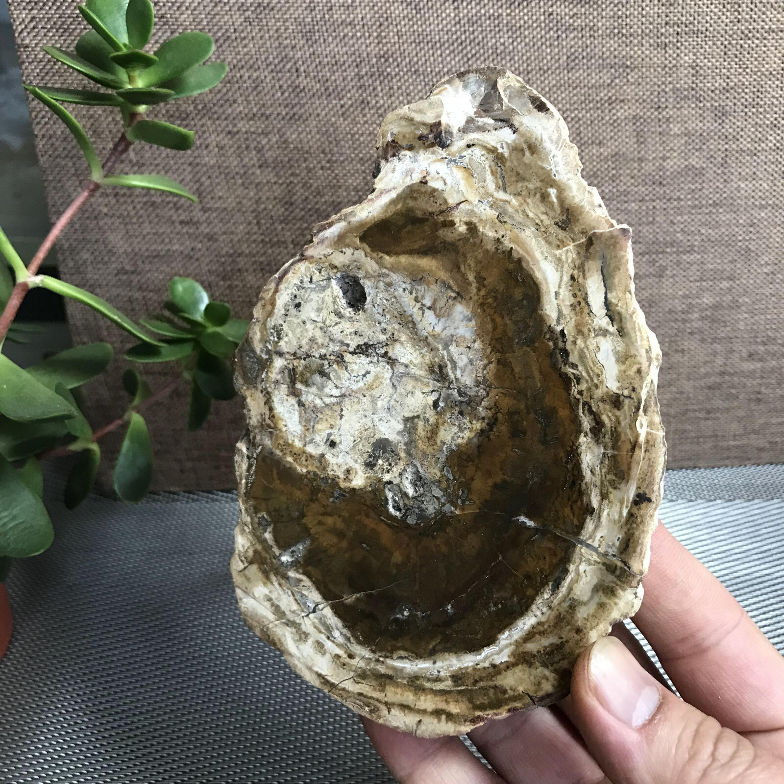 Top 148mm Natural Petrified Wood Crystal Rough Slice Madagascar 361g A1409