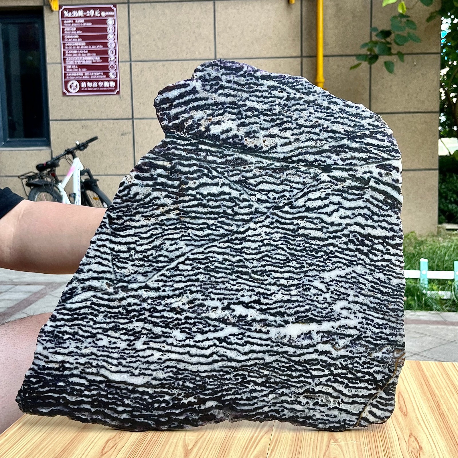 Zebra Stone Polished Slice Black White Stripe Mineral Specimen Display 9.9 lb