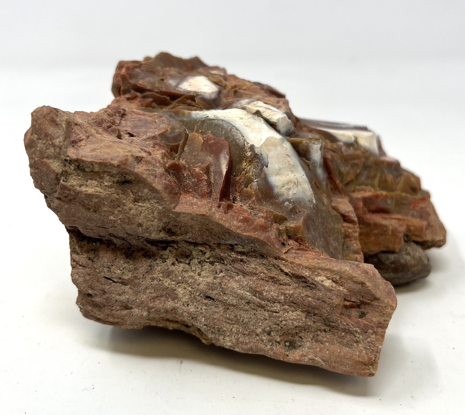 Loose Natural Stone – United States: Petrified Wood 2lb 3oz