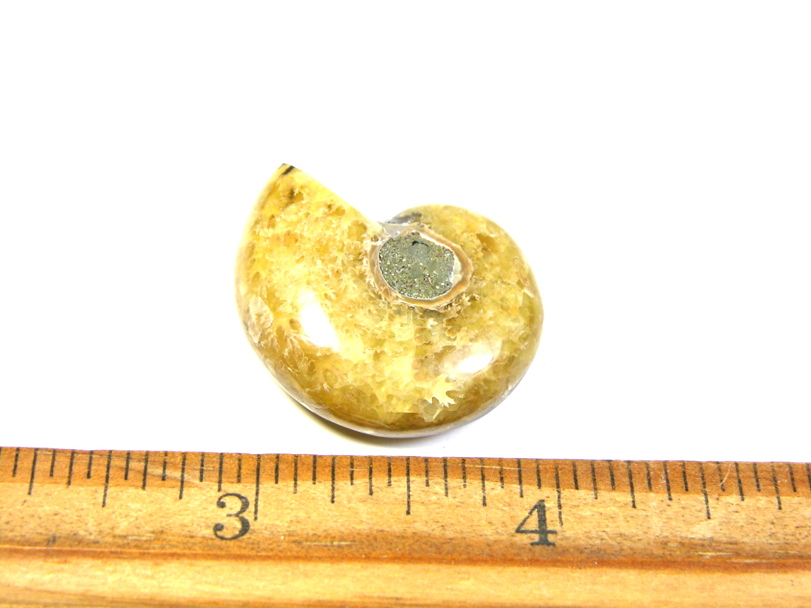 Ammonite fossil polished 1 1/2″ + showing suture lines Madagascar ms4