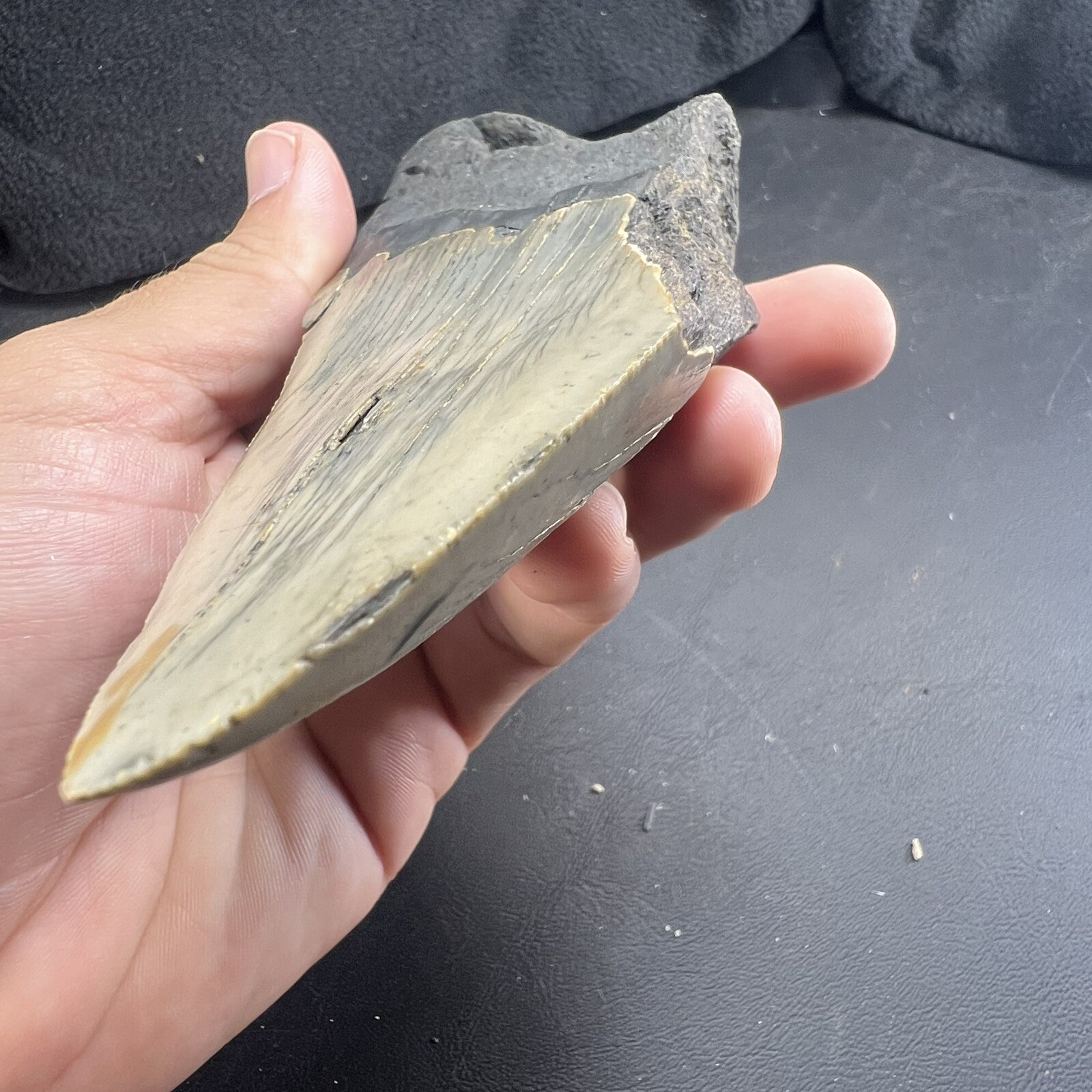 Megalodon Shark Tooth Fossil  North Carolina Coast Megaladon Megladon Meglodon