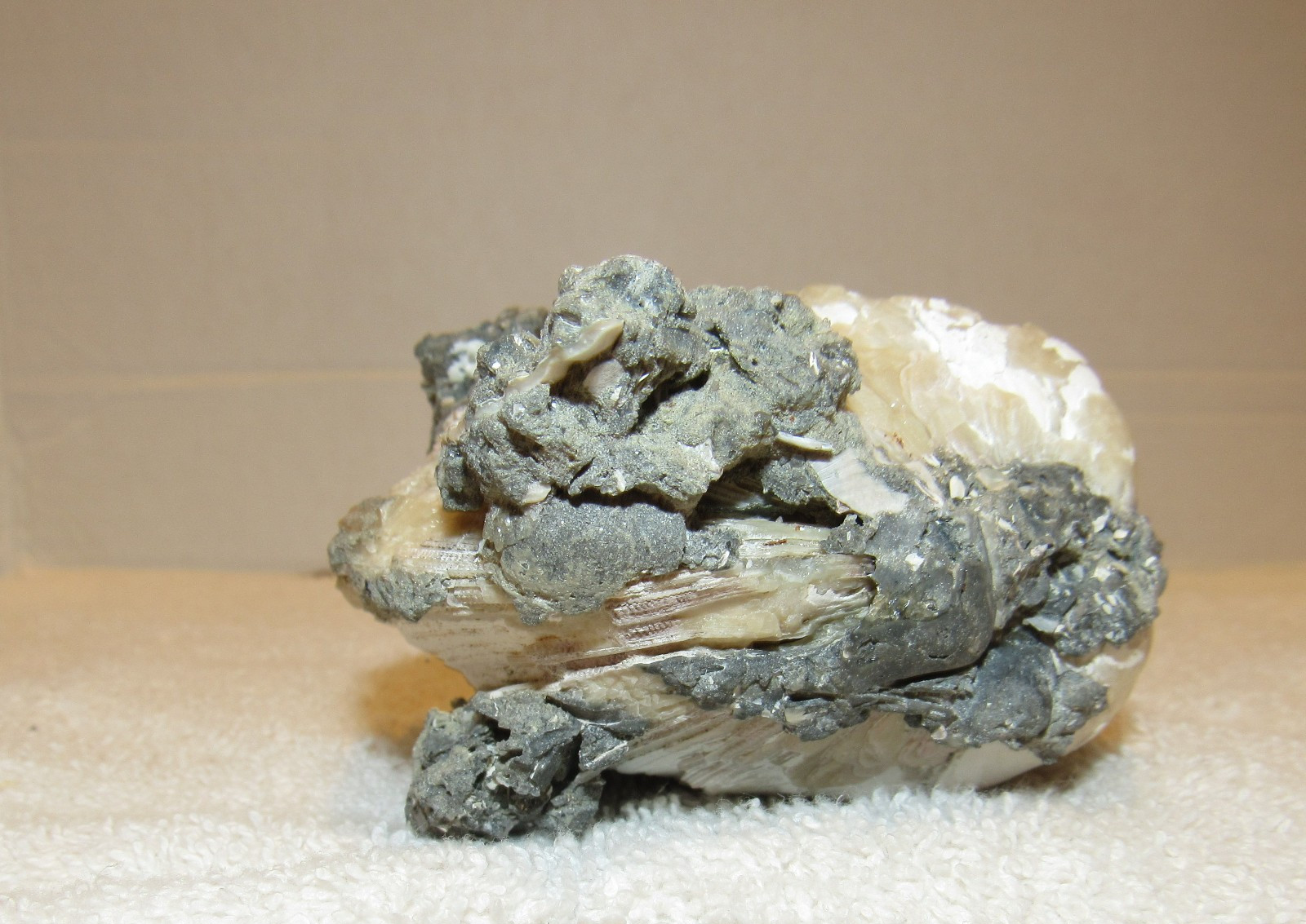 Golden Calcite Crystal Fossil Clam Shell Rucks Pit Florida