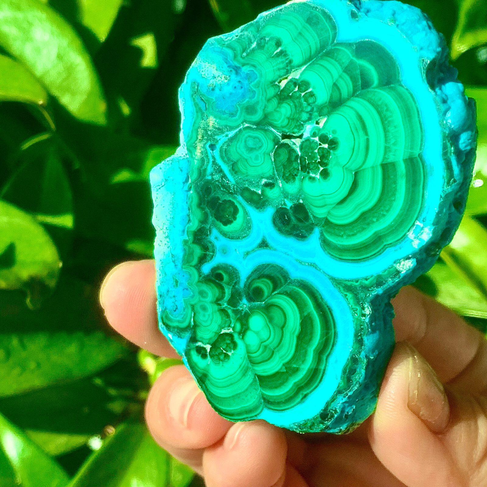 98G Natural tortoise Malachite transparent cluster rough mineral sample