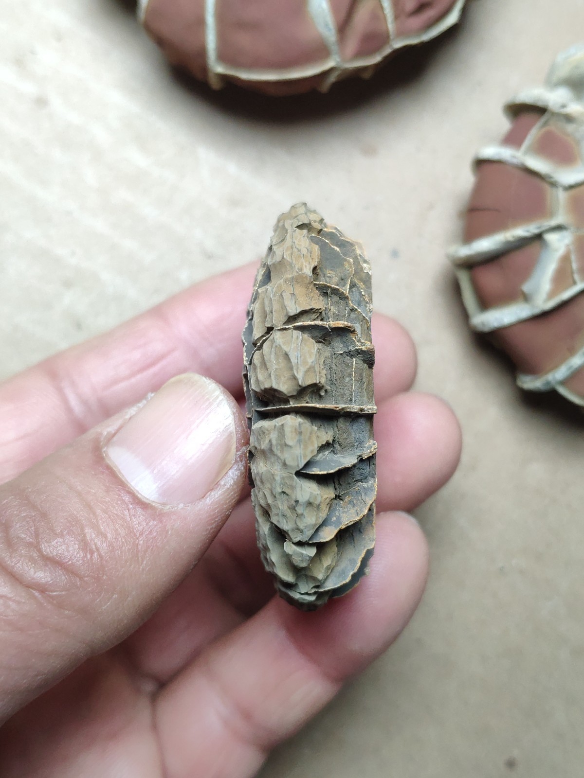 44g rare Natural tortoise back pattern stone Moire stone Specimen