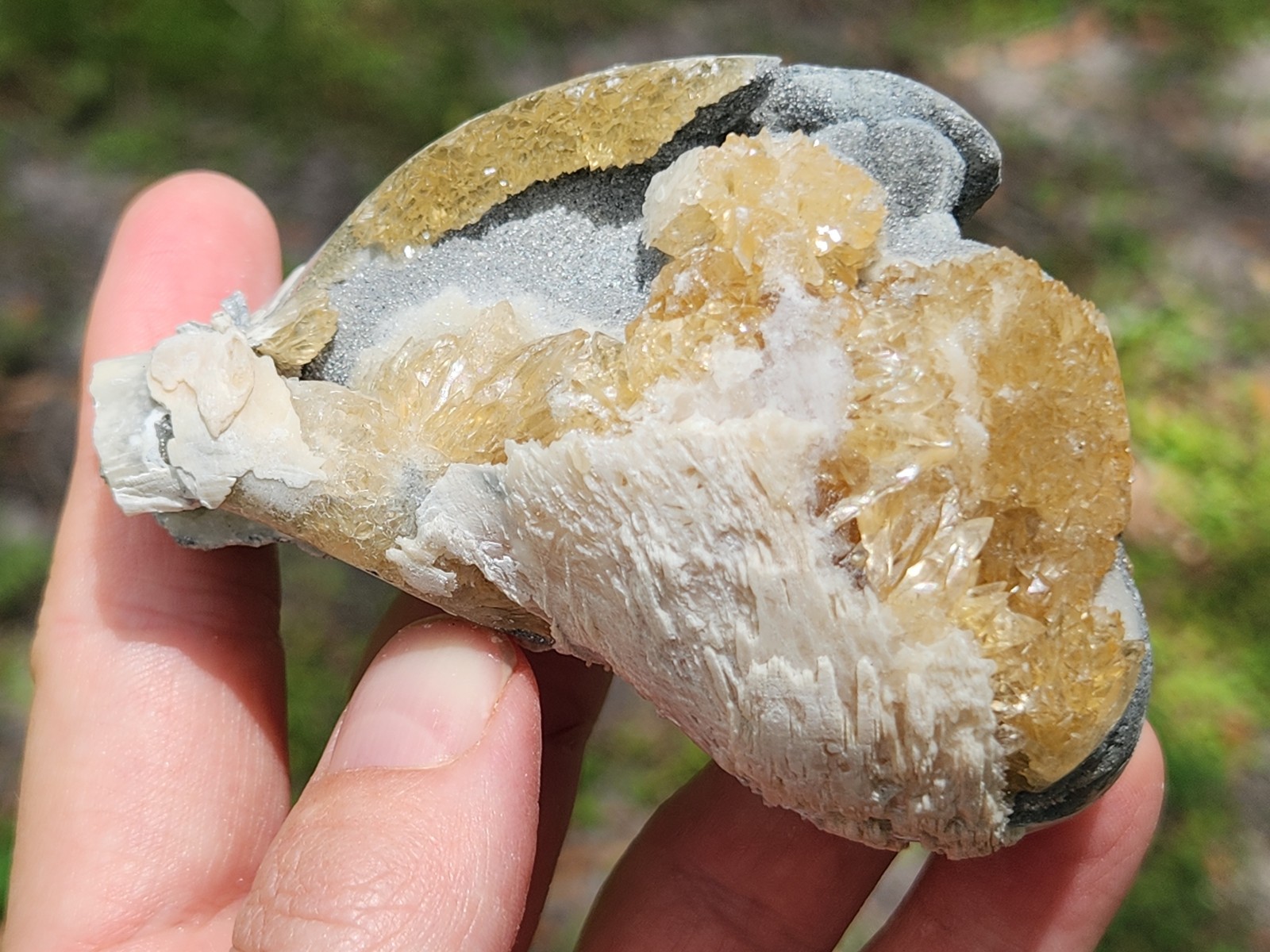 CALCITE CRYSTAL WHELK Shell Fossil Rucks Pit Florida dogtooth UV honey cluster
