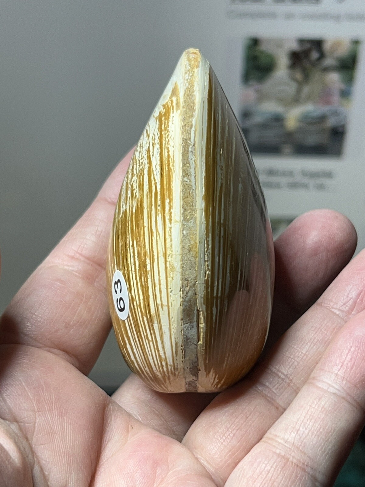 Natural Fossilized Polished Clam Shells from Madagascar Free ship & Gift