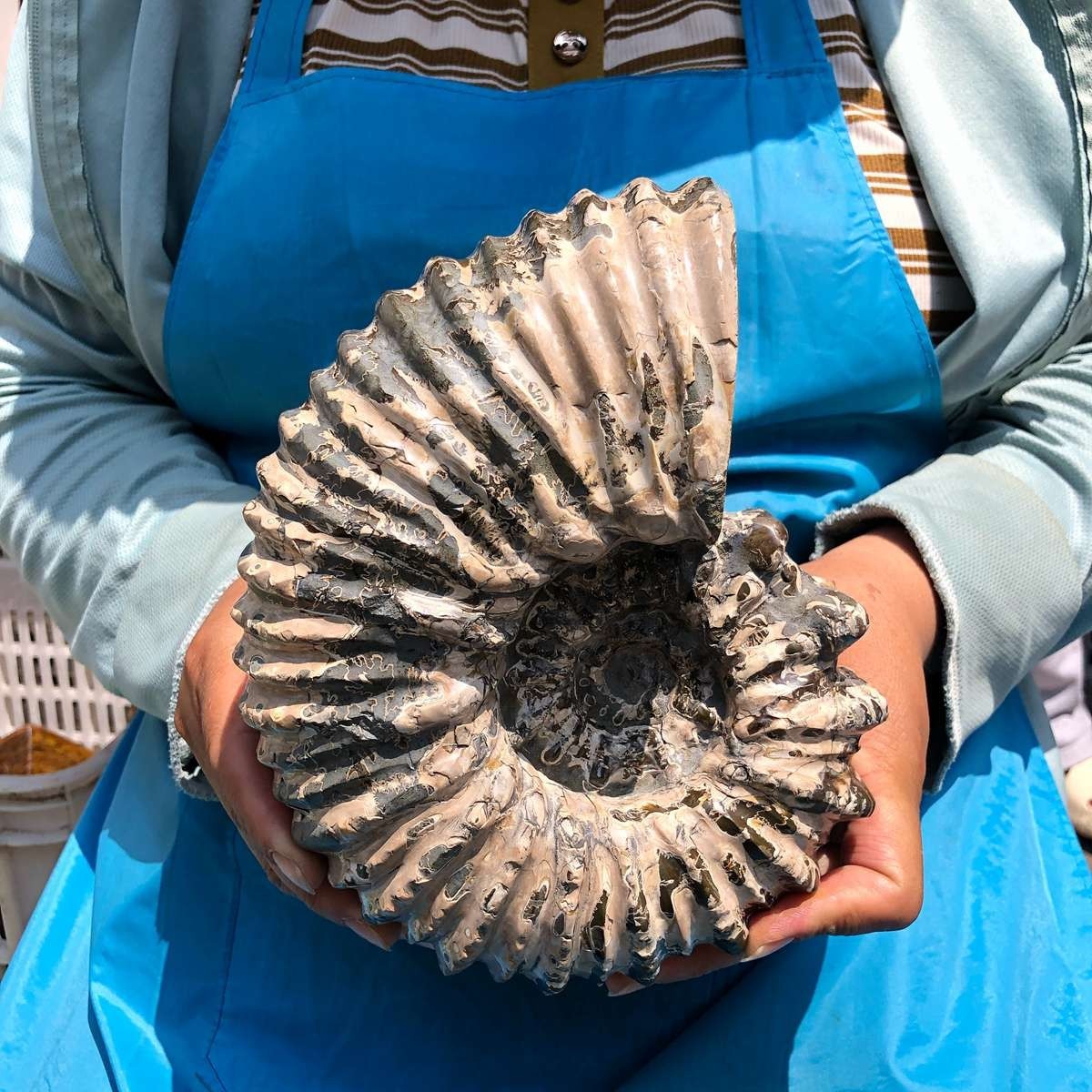 7.12LB Natural Beautiful Ammonite Fossil Conch Crystal Specimen Healing 5403