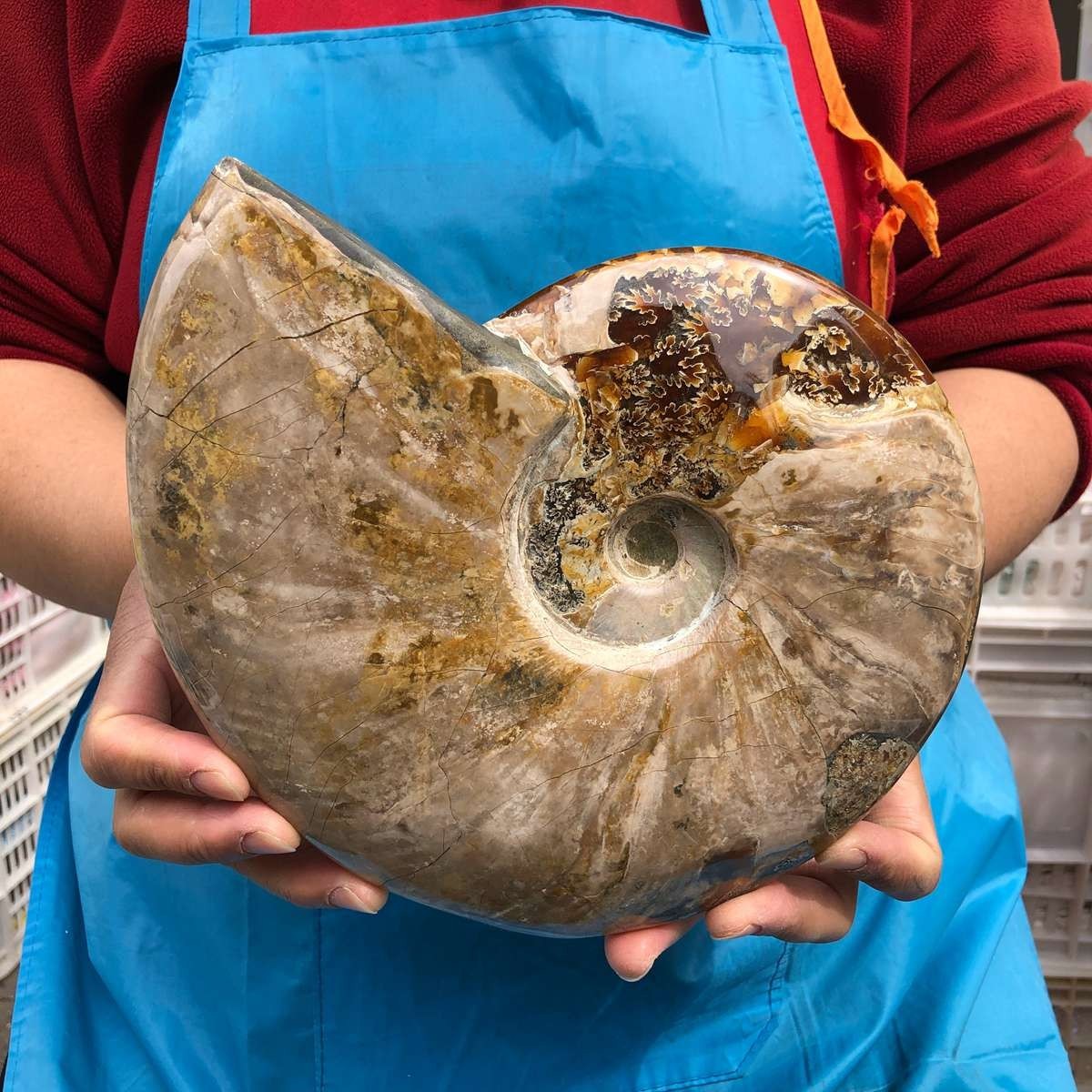 5.14LB Large Natural Beautiful Ammonite Fossil Conch Crystal Specimen Healing
